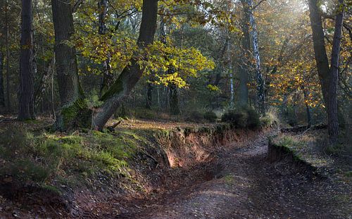 Schaven Heath
