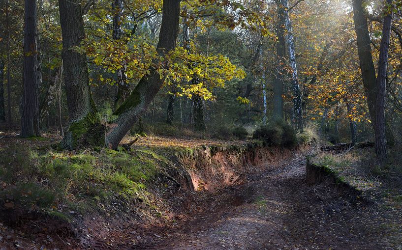 Schaven Heath by Dieter Beselt