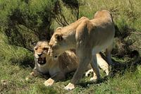 Leeuwen in wildpark Botlierskop Zuid-Afrika nabij Mosselbaai