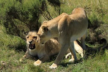 Leeuwen in wildpark Botlierskop Zuid-Afrika nabij Mosselbaai sur Jan Roodzand