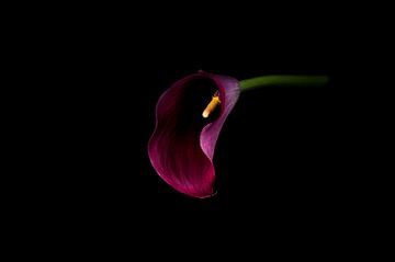 Purple Arum lily on black background by Arie de Korte