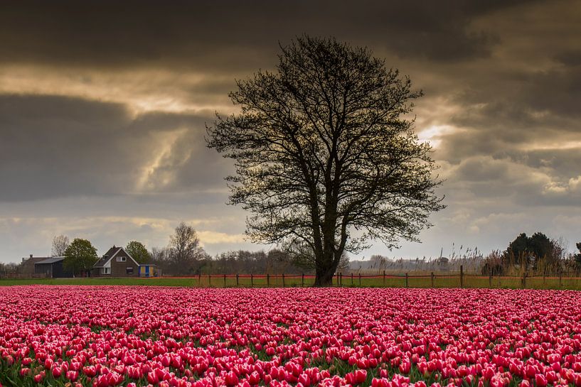 Tree between the tulips by peterheinspictures