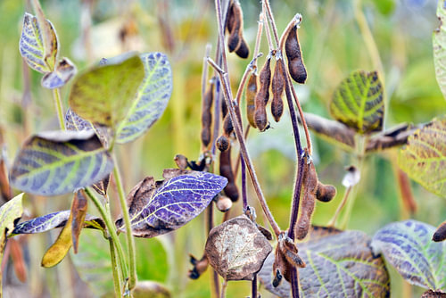 Des graines de soja dans les champs, baignées par la lumière d'automne