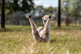 Baby alpaca rolls onto its back by Willem-Mathijs van der Aa