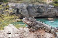 leguaan in Playa Laguna, Curaçao