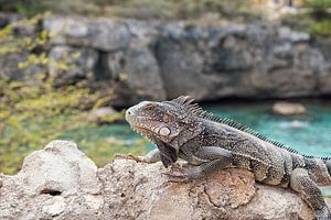 leguaan in Playa Laguna, Curaçao sur Stephanie