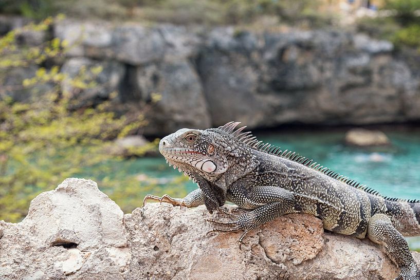 leguaan in Playa Laguna, Curaçao by Stephanie
