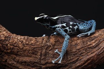 Malerfrosch (Dendrobates tinctorius) von Ronald Pol