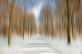 Winter im Park