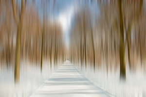 Winter in het park