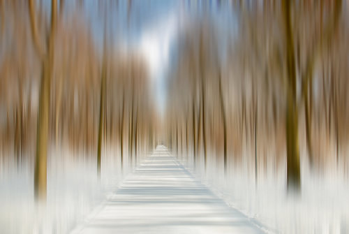 Winter in the Park