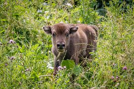 Wisent kalf