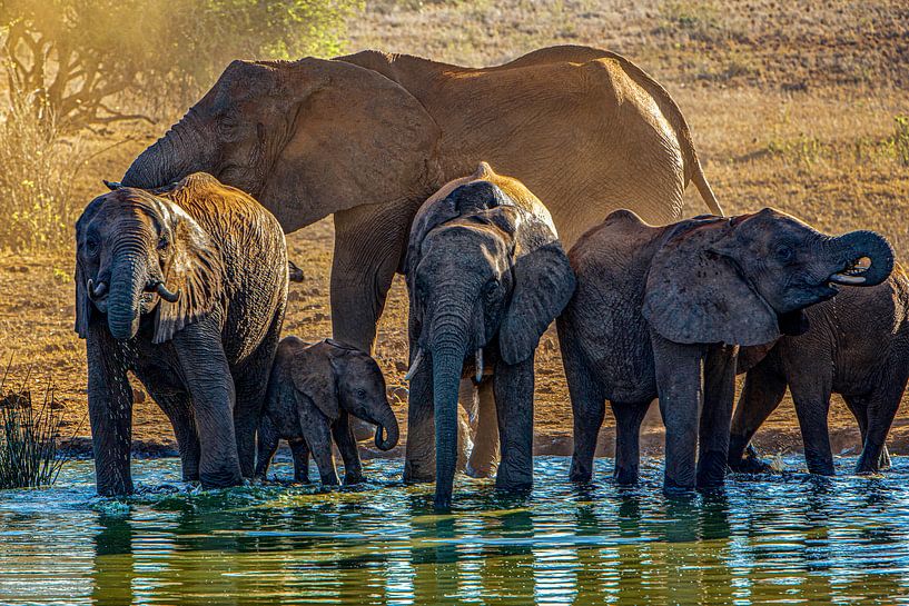 Tsavo Elephants by Peter Michel