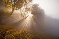 herfstige lichtstralen in de mist op de Zwabische Alb Alb van Jiri Viehmann thumbnail