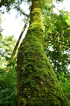 Wood