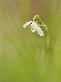 Sneeuwklokje in het groen van RW Blitzlicht