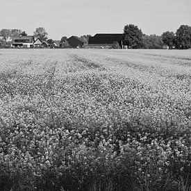 Fleurs noires et blanches dans la campagne sur Jose Lok