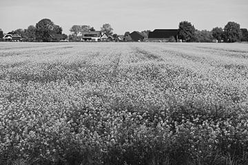 Black-and-white blooms in the countryside