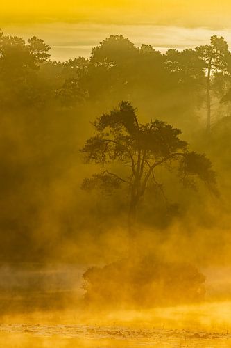 arbre solitaire dans le brouillard