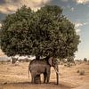 Elefantenstillleben "sicher unter dem Baum" von Marjolein van Middelkoop