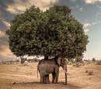 Elephant Still Life "safe under the tree" by Marjolein van Middelkoop thumbnail
