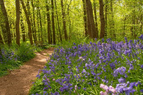 Bankje tussen de wilde hyacinten in het Wildrijk