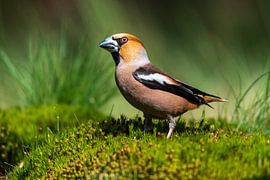 Kernbeißer im Wald am Lemelerberg von Merijn Loch