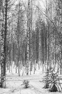 Forêt de bouleaux en Laponie avec de la neige en noir et blanc