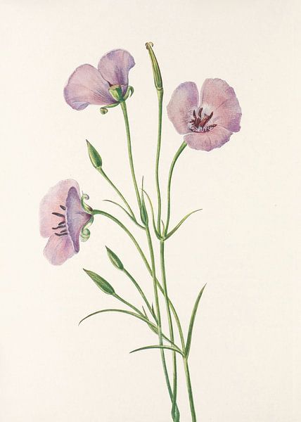 Lilac Mariposa From North American Wildflowers (1925) By Mary Vaux Walcott par Pictufy 