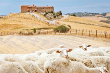 Sheep looking at you in Tuscany, Italy by Jeroen Berends