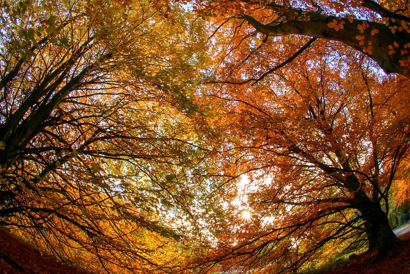Beech fun by peterheinspictures