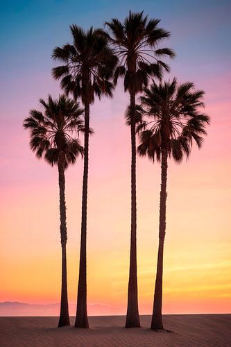 4 palm trees at sunset