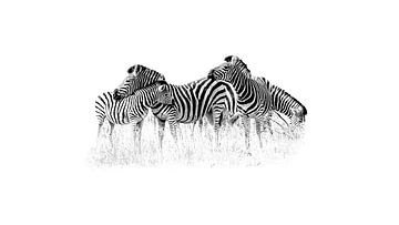 Liefdevolle zebra familie van YDL Photographs