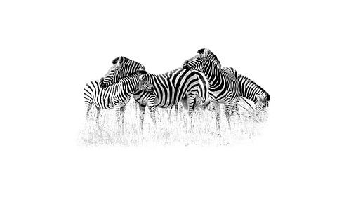 Loving zebra family