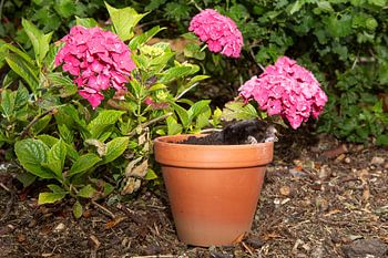 Taupe dans la marmite