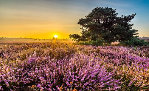 Zonsopkomst op heideveld de renderklippen