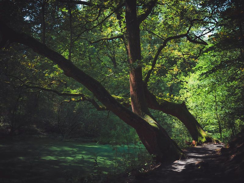 Waldgebiet von snippefotografie
