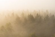 Naaldbomen in de mist von Elroy Spelbos Miniaturansicht