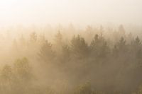 Naaldbomen in de mist
