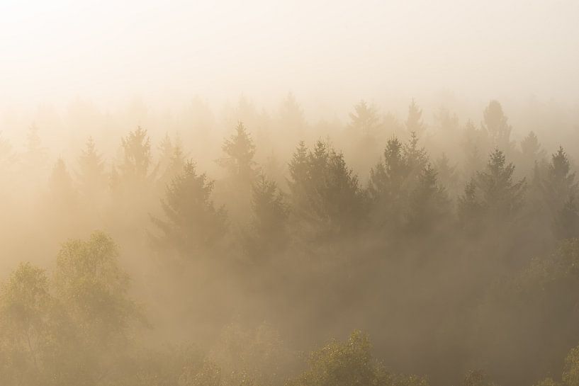 Naaldbomen in de mist von Elroy Spelbos