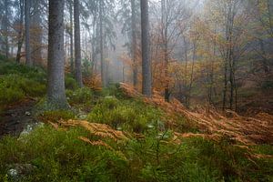 Forêt brumeuse d'automne