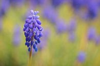 Raisin bleu (Muscari Armeniacum) par Carola Schellekens Aperçu