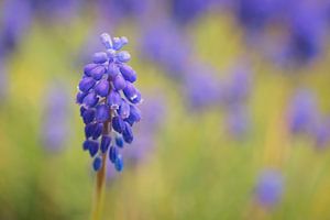 Raisin bleu (Muscari Armeniacum)
