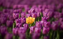 Durf jezelf te zijn_01 von Alfred Meester