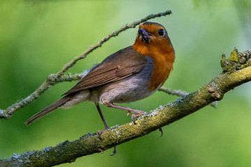 Robin with insect by Peter Veerman