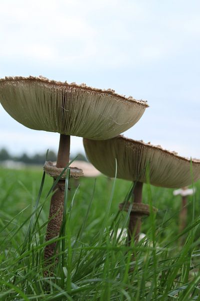 2 paddestoelen by Kaa. M