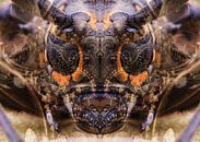 Mechanical moth by Andreas Schulte thumbnail