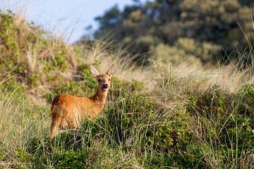 Ree (Capreolus capreolus) van Dirk Rüter