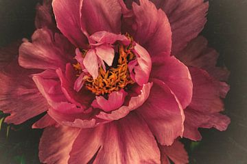 Peony by Christine Nöhmeier