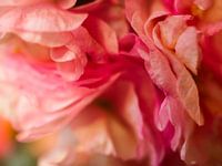 Rosa Verlorene Liebe